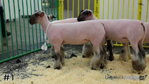 Class #5 Breeding Ewes thumbnail