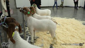 Class #6 Market Goats thumbnail