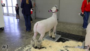 Class #7 Market Lambs thumbnail