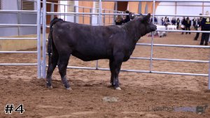 Class #2 Breeding Heifers thumbnail