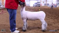 Lamb #1