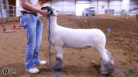 Lamb #2