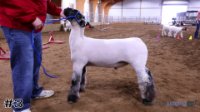 Lamb #3