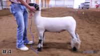 Lamb #4