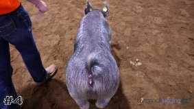Arkansas #8