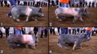 All Animals