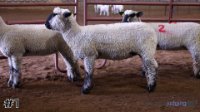 Ewe #1