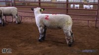 Ewe #2