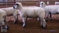 Ewe #3