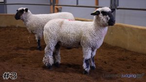 Class #9 Breeding Ewes thumbnail
