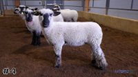 Ewe #4