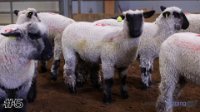 Ewe #5