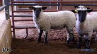 Ewe #6