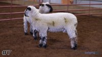 Ewe #7