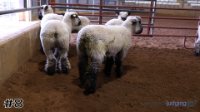 Ewe #8
