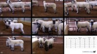 All Animals