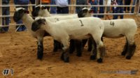 Ewe #1