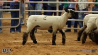 Ewe #2