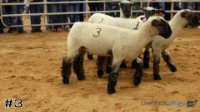 Ewe #3
