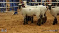 Ewe #4