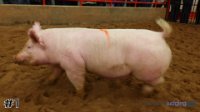 Pig #1