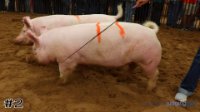 Pig #2