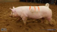 Pig #3
