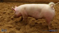 Pig #4