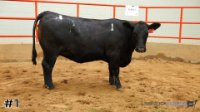 Heifer #1