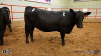 Heifer #2