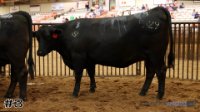 Heifer #3