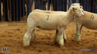 Ewe #1