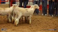 Ewe #2