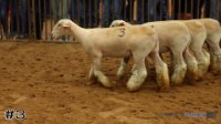 Ewe #3