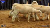 Ewe #4
