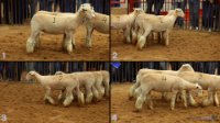 All Animals