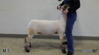 Lamb#1