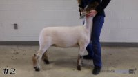 Lamb#2