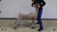 Lamb#3