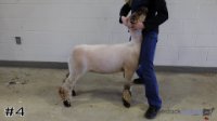 Lamb#4