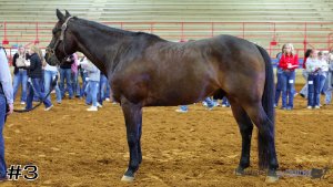 Class #6 Geldings thumbnail