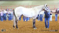 Horse#1