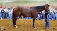 Horse#2