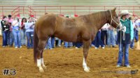 Horse#3