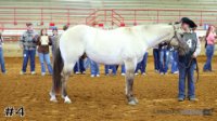 Horse#4