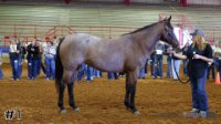 Horse#1