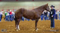 Horse#2