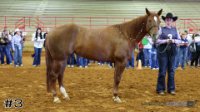Horse#3