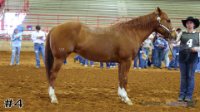 Horse#4