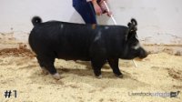 Hog#1